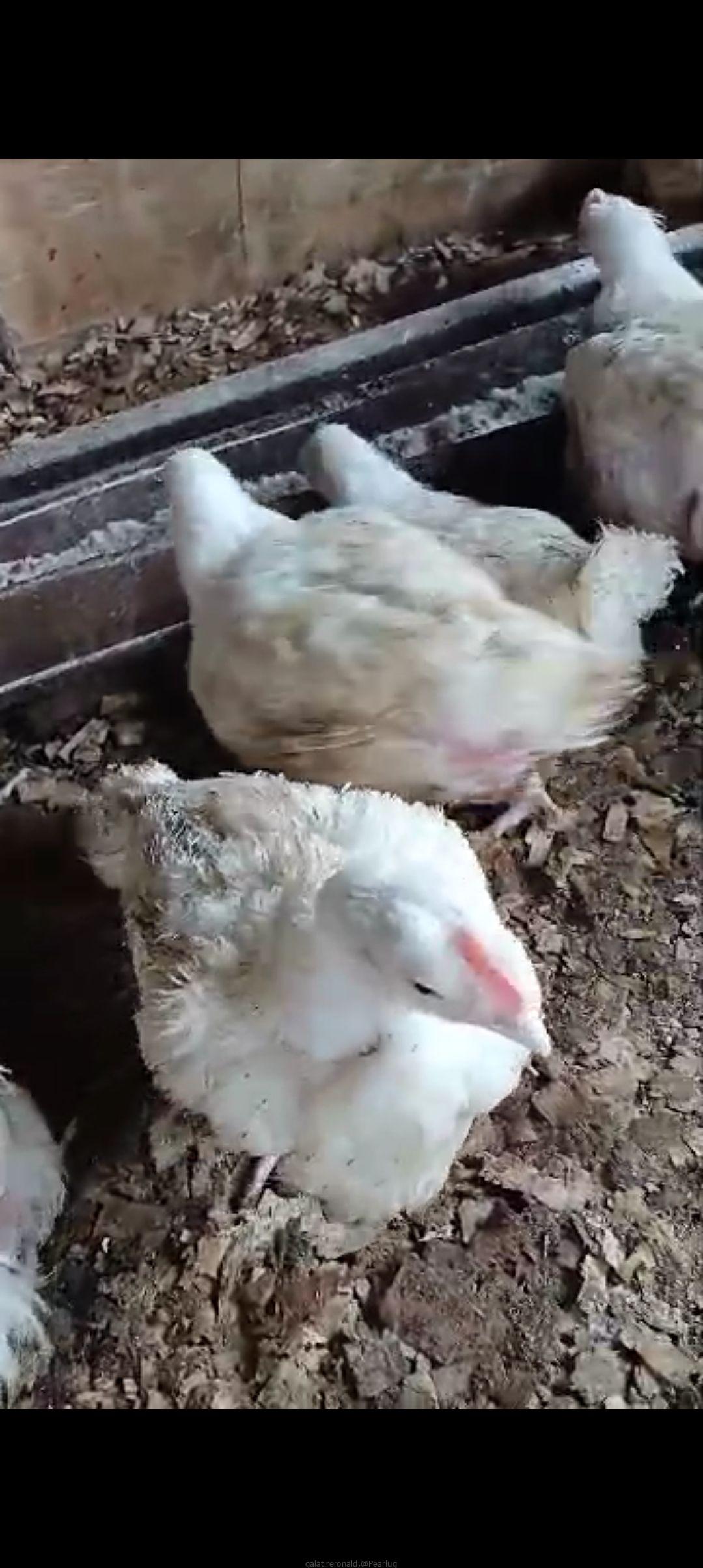 Broiler chickens