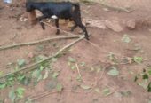 Animals