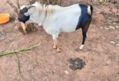 Animals