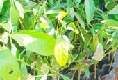 Quality fruit Tree Seedlings