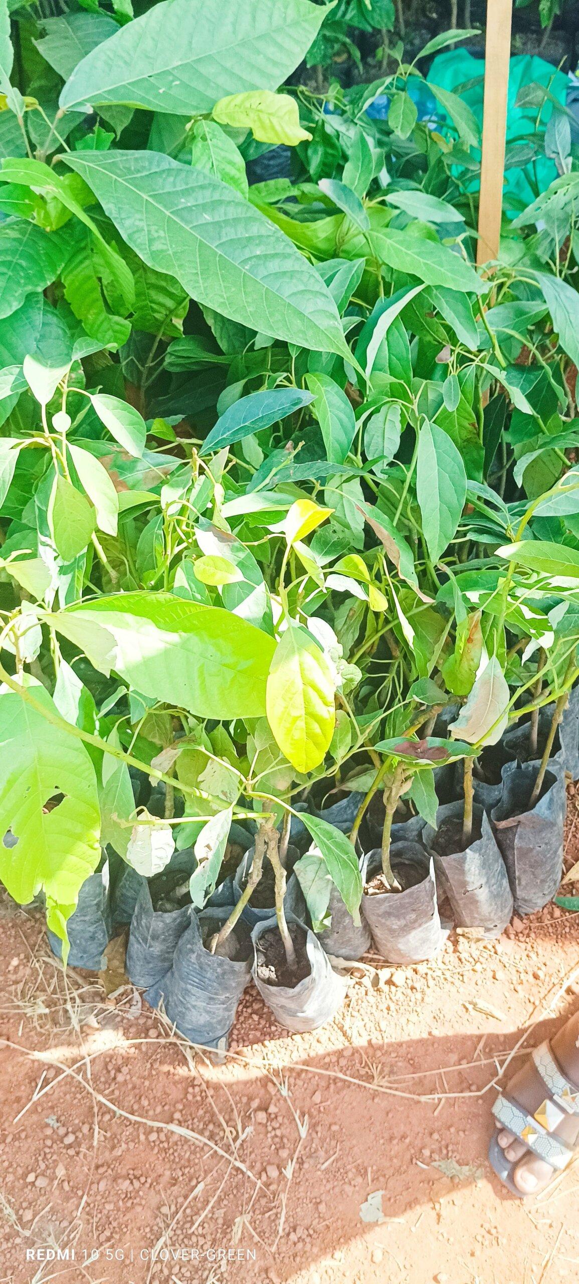 Quality fruit Tree Seedlings
