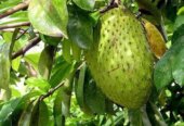 Quality fruit Tree Seedlings
