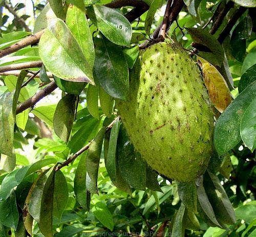 Quality fruit Tree Seedlings