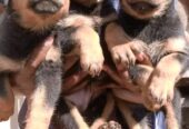 Rottweilers