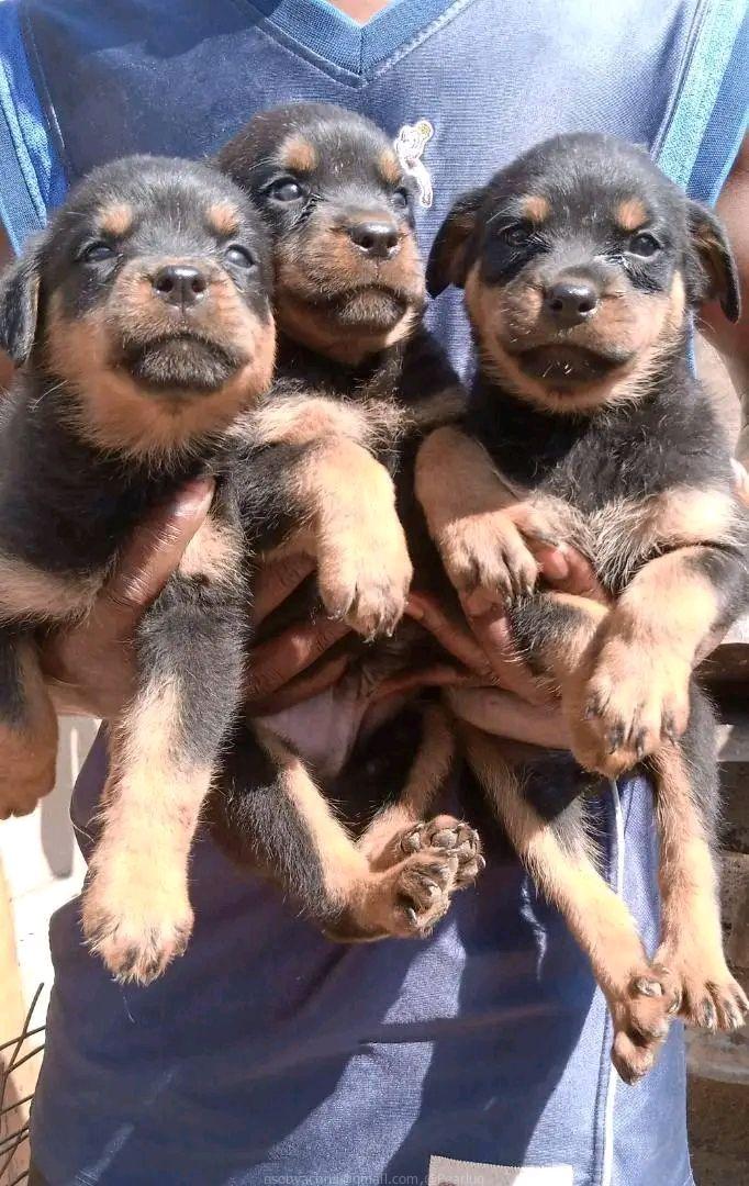 Rottweilers