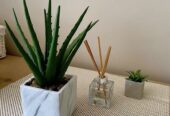 Plastic plants