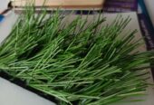 SPORTS TURF AVAILABLE.