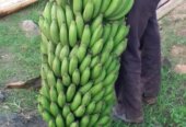 Suckers for sweet bananas