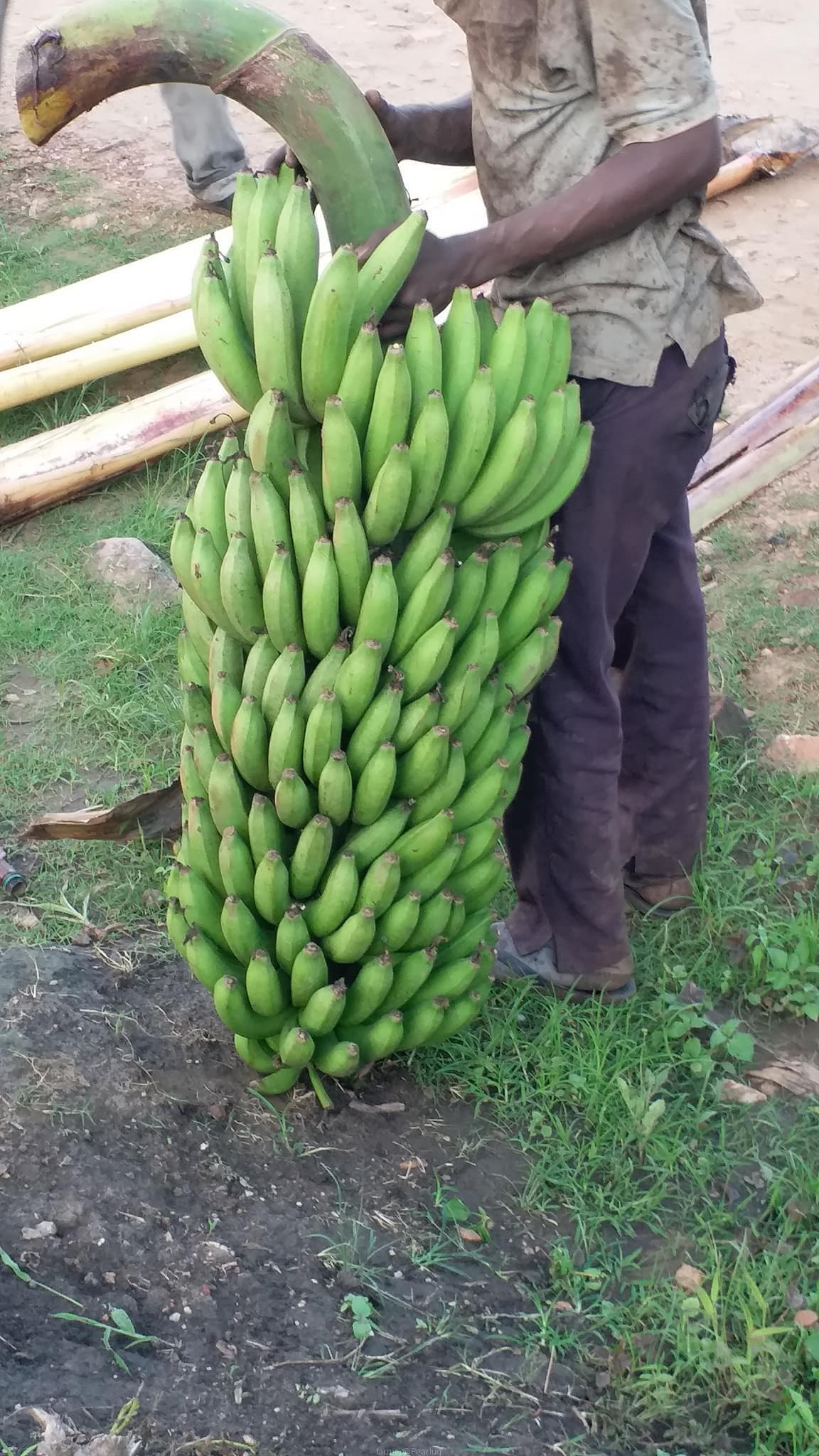 Suckers for sweet bananas