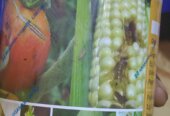 Plant insecticides