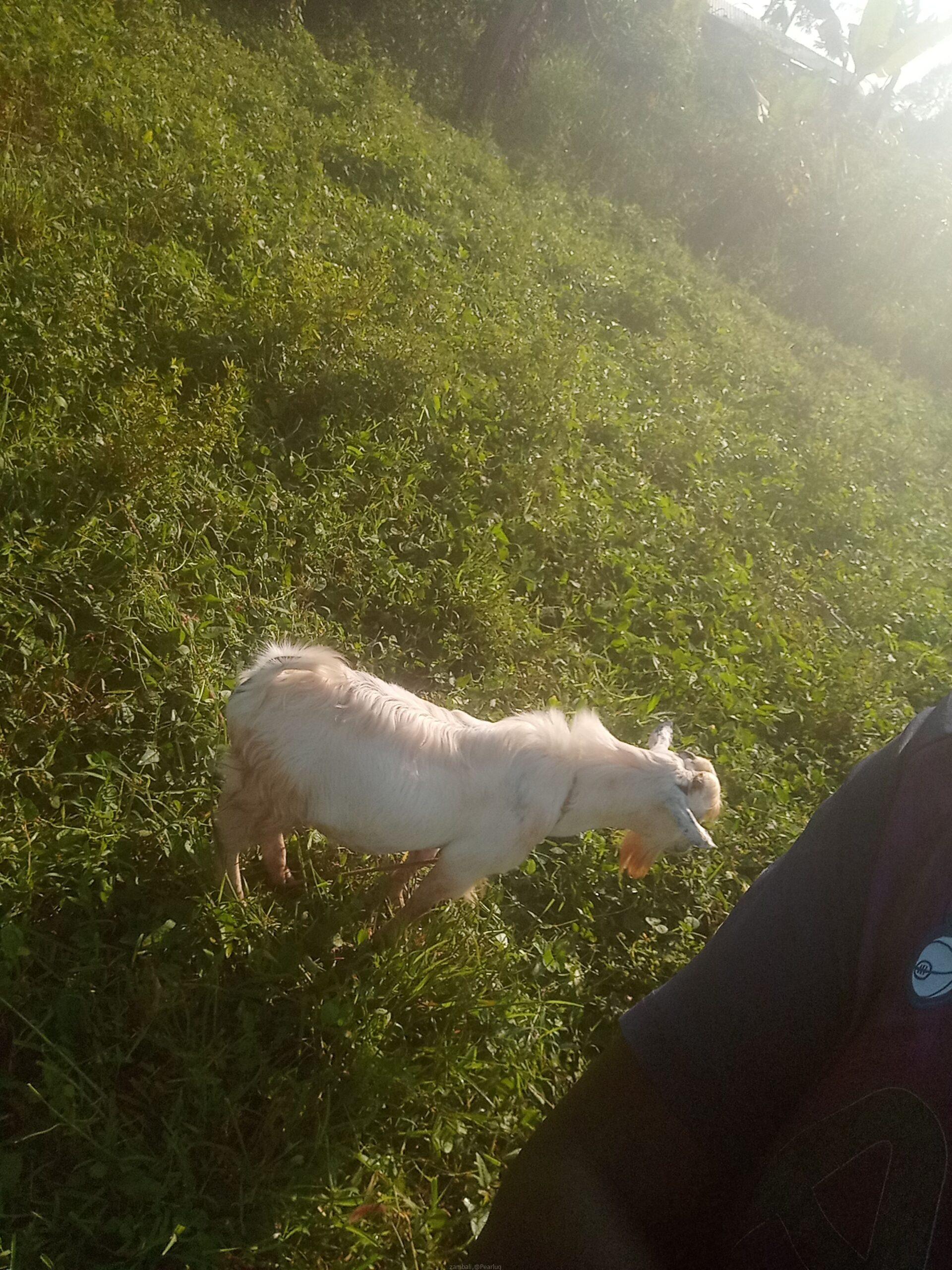 Animals