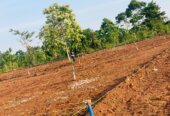 Land at all sizes