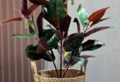 Artificial plants