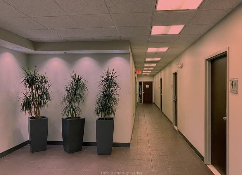 Plastic plants