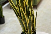 Artificial plants