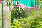 Quality fruit Tree Seedlings