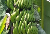 Suckers for sweet bananas