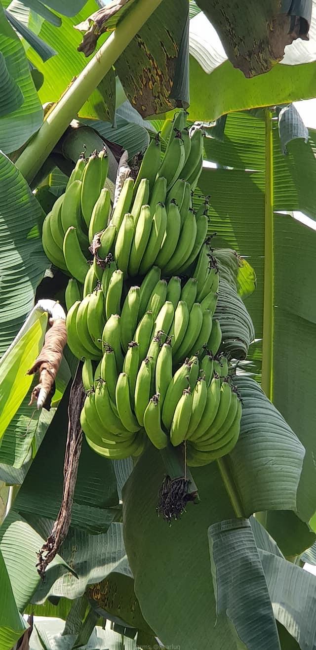 Suckers for sweet bananas