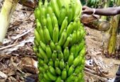 Suckers for sweet bananas