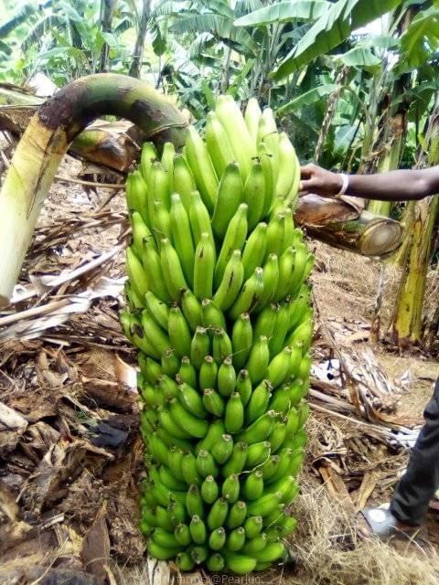 Suckers for sweet bananas