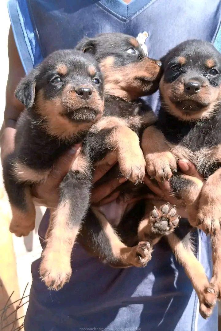 Rottweilers