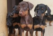 Dobberman puppies