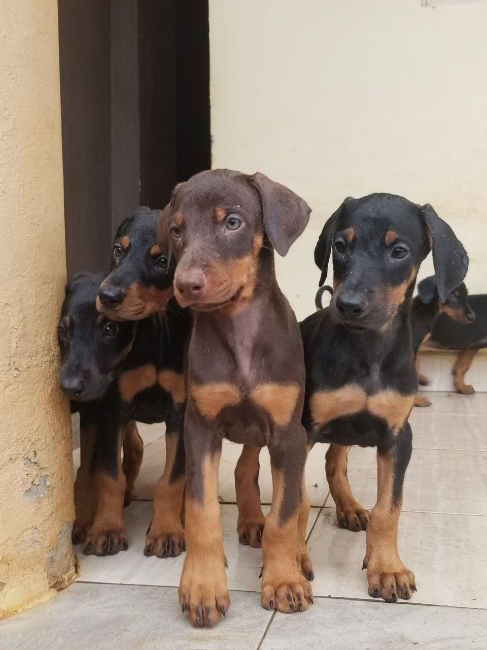 Dobberman puppies
