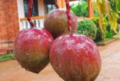Quality fruit Tree Seedlings