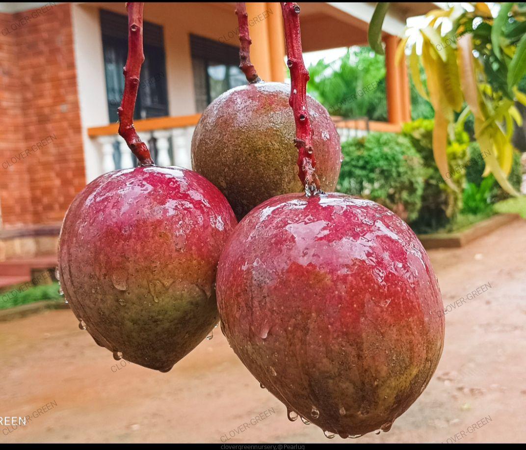 Quality fruit Tree Seedlings