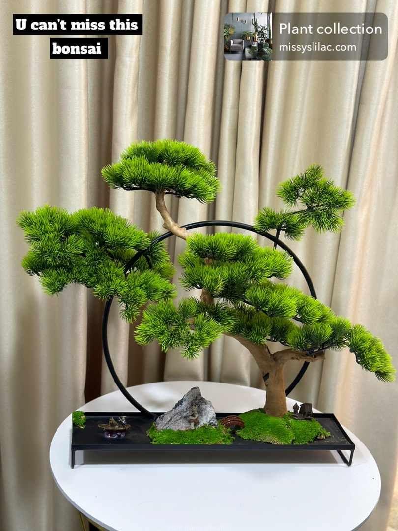 Bonsai tree