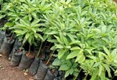 Quality fruit Tree Seedlings