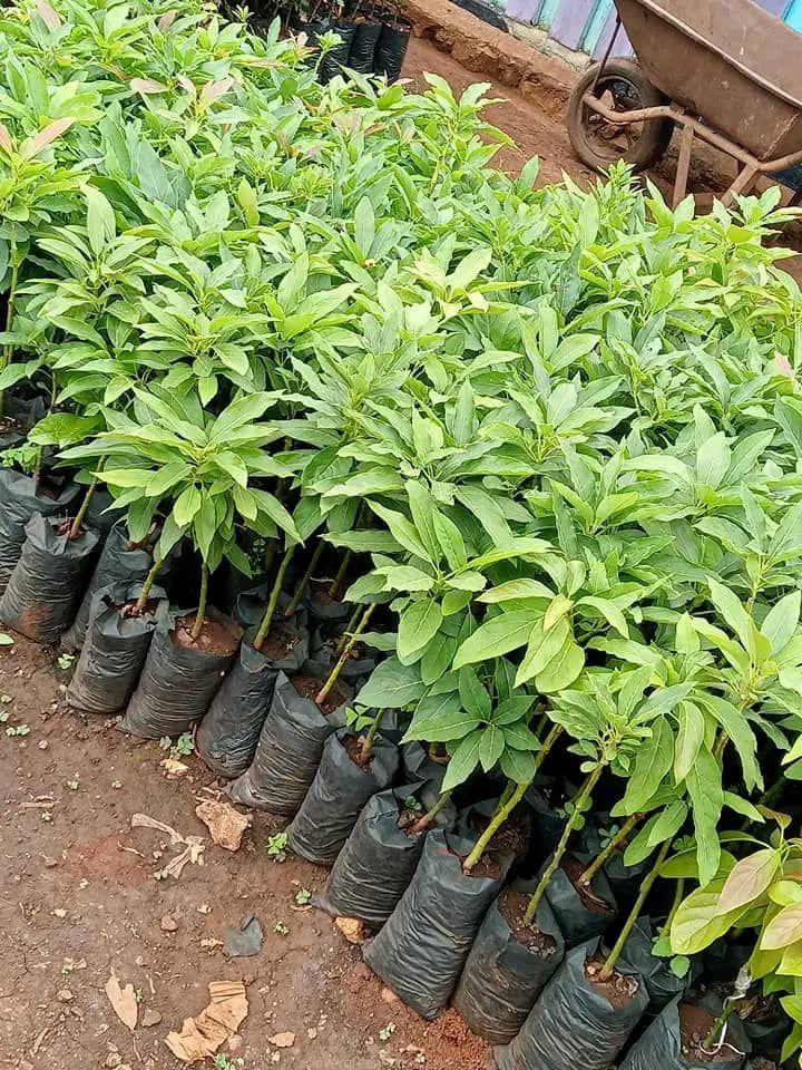 Quality fruit Tree Seedlings