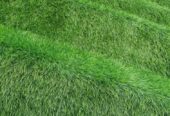 Grass Carpet