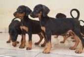 Dobberman puppies