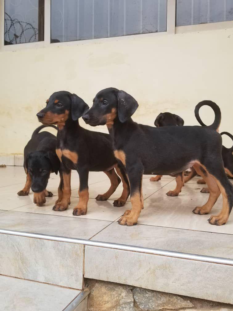 Dobberman puppies