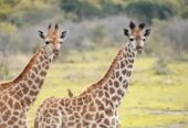 Lake Mburo national park 11th-13th October trip