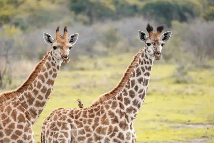 Lake Mburo national park 11th-13th October trip
