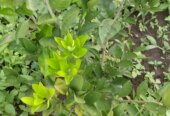 Pixie orange seedlings
