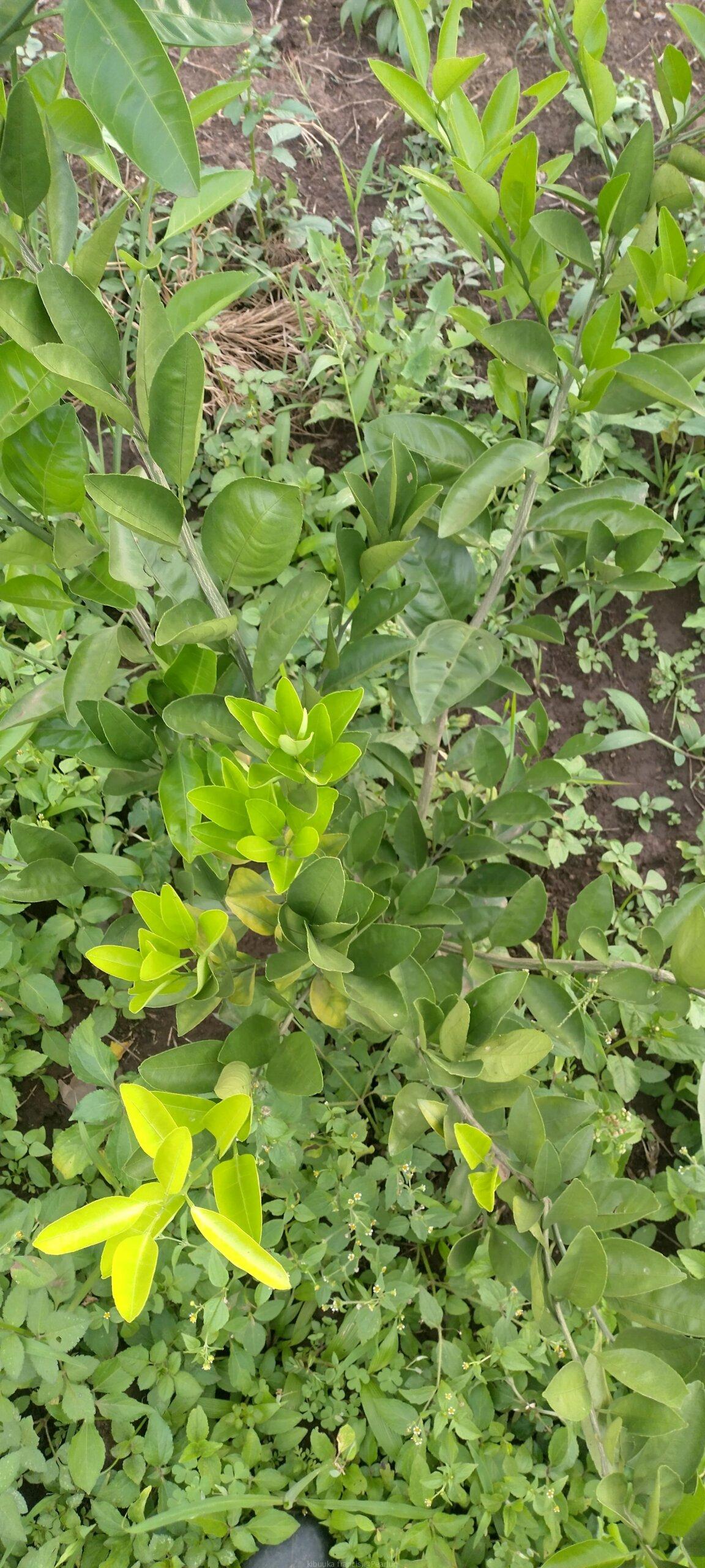 Pixie orange seedlings