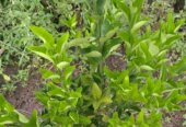 Pixie orange seedlings