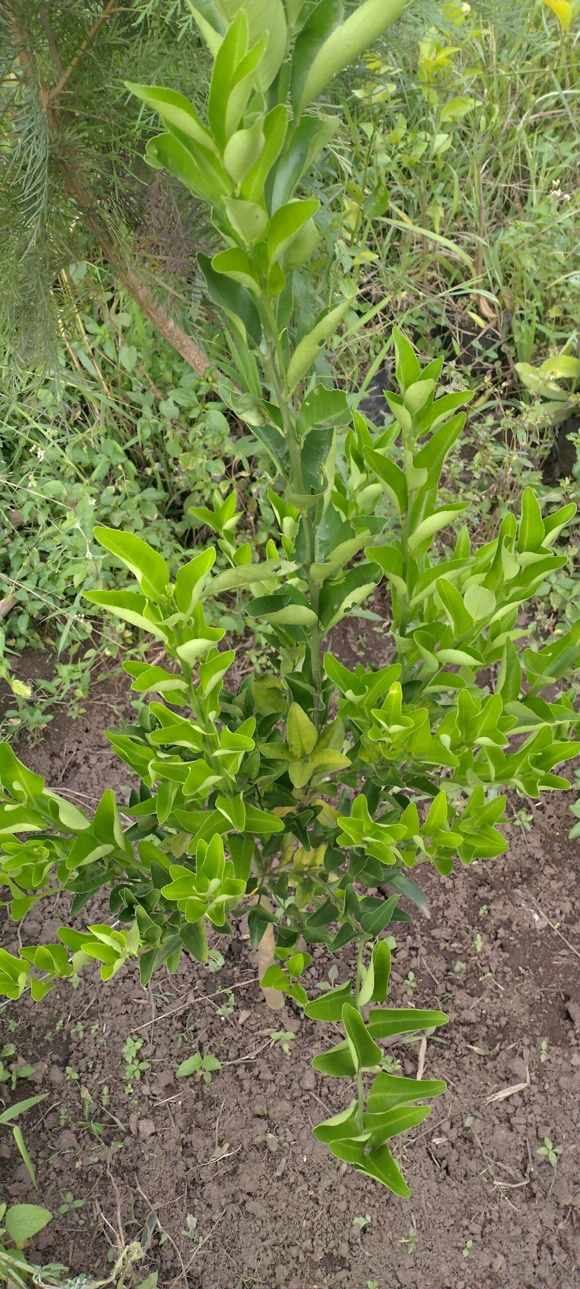 Pixie orange seedlings