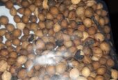Seeds