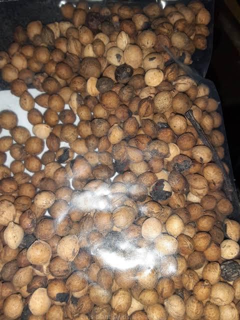 Seeds