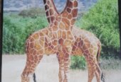 Art pieces(wall hangings)