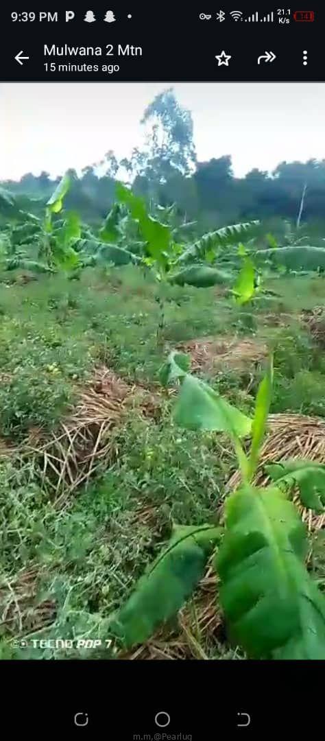 Mile land