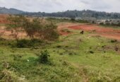 Land