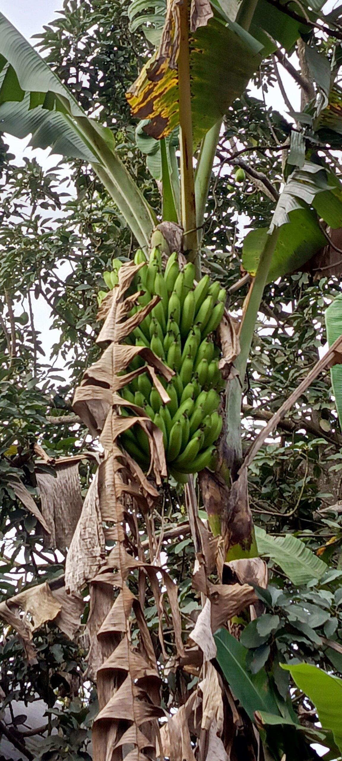 Bogoya yellow banana
