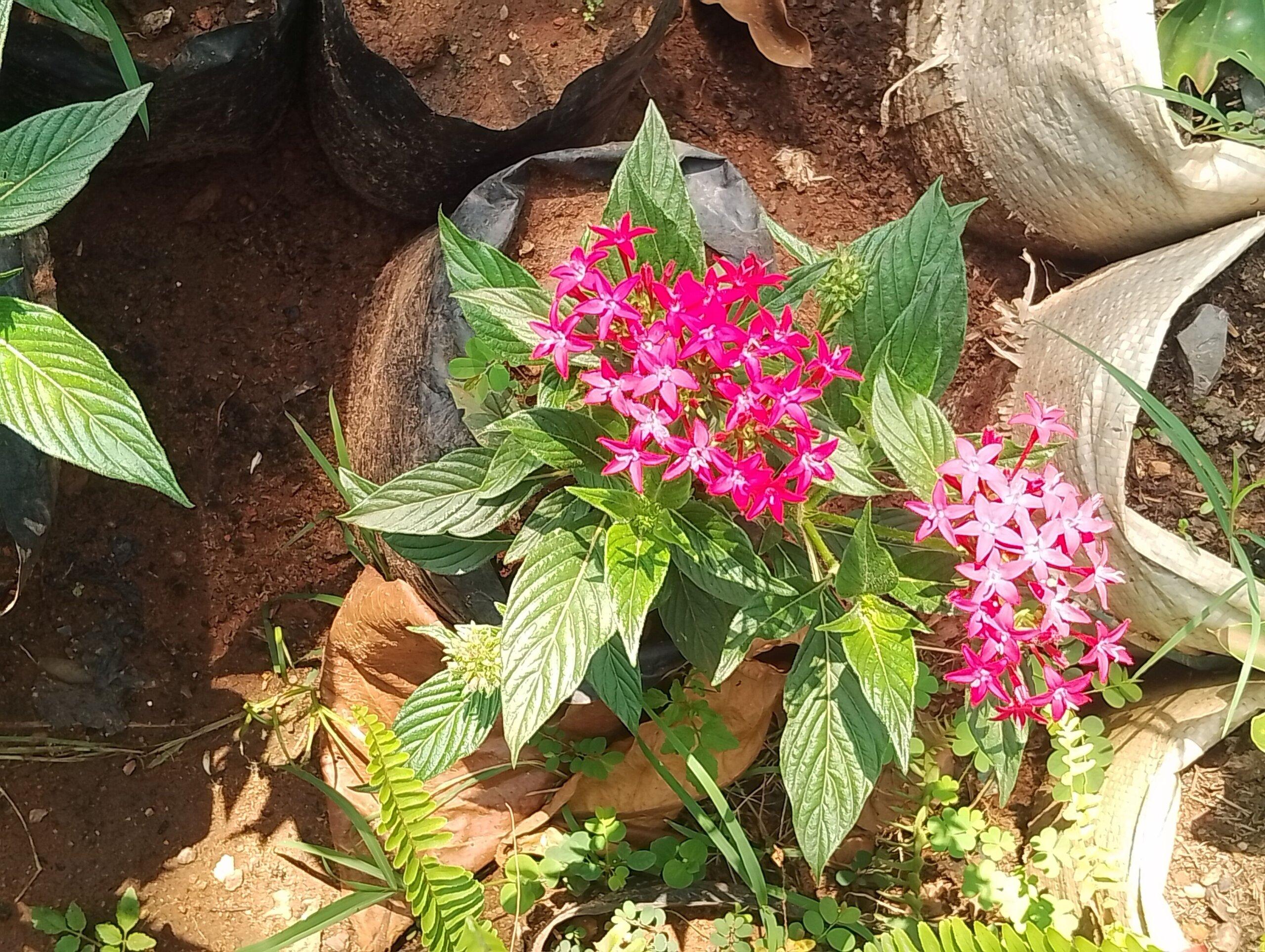 Flowers