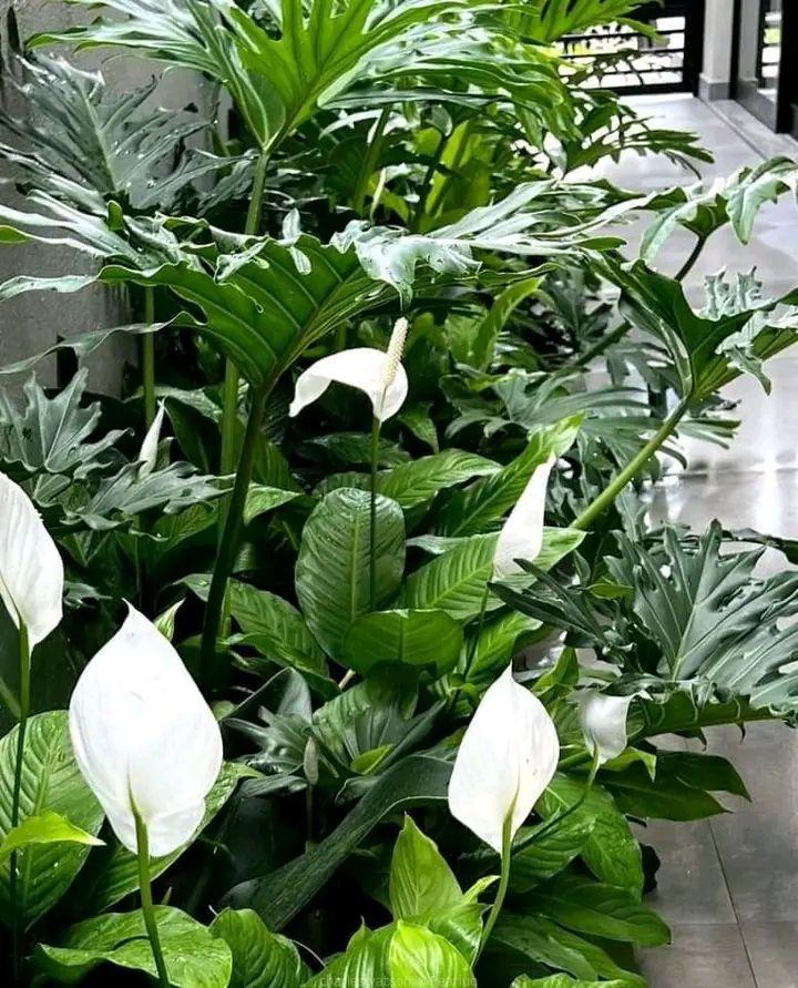 Peace lilly