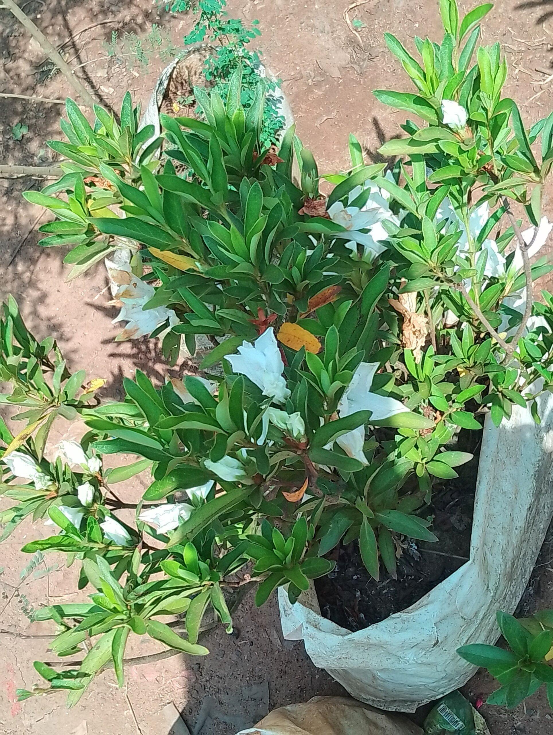 Flowers